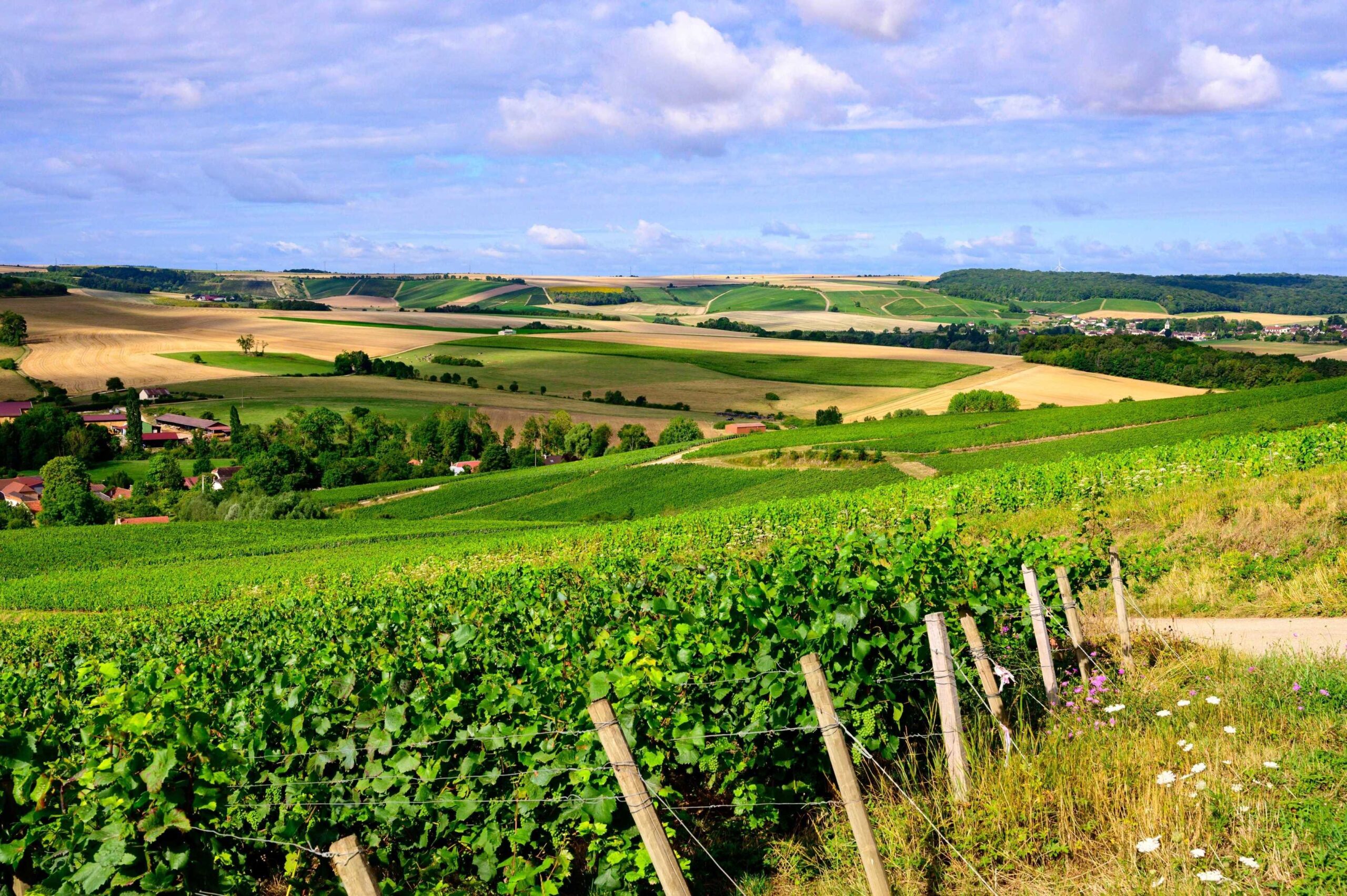 Hills with vineyards under a blue sky in Côte des Bar in South Champagne.
