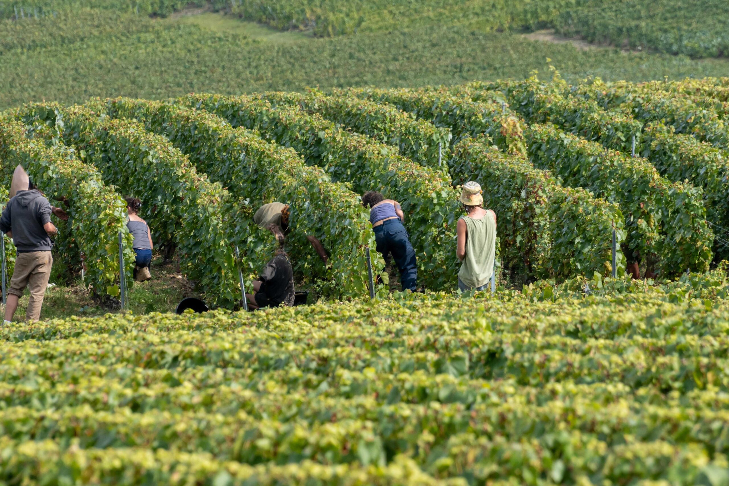 People harvesting Chardonnay wine grapes in a green vineyard on a sunny day in Côte des Blancs.