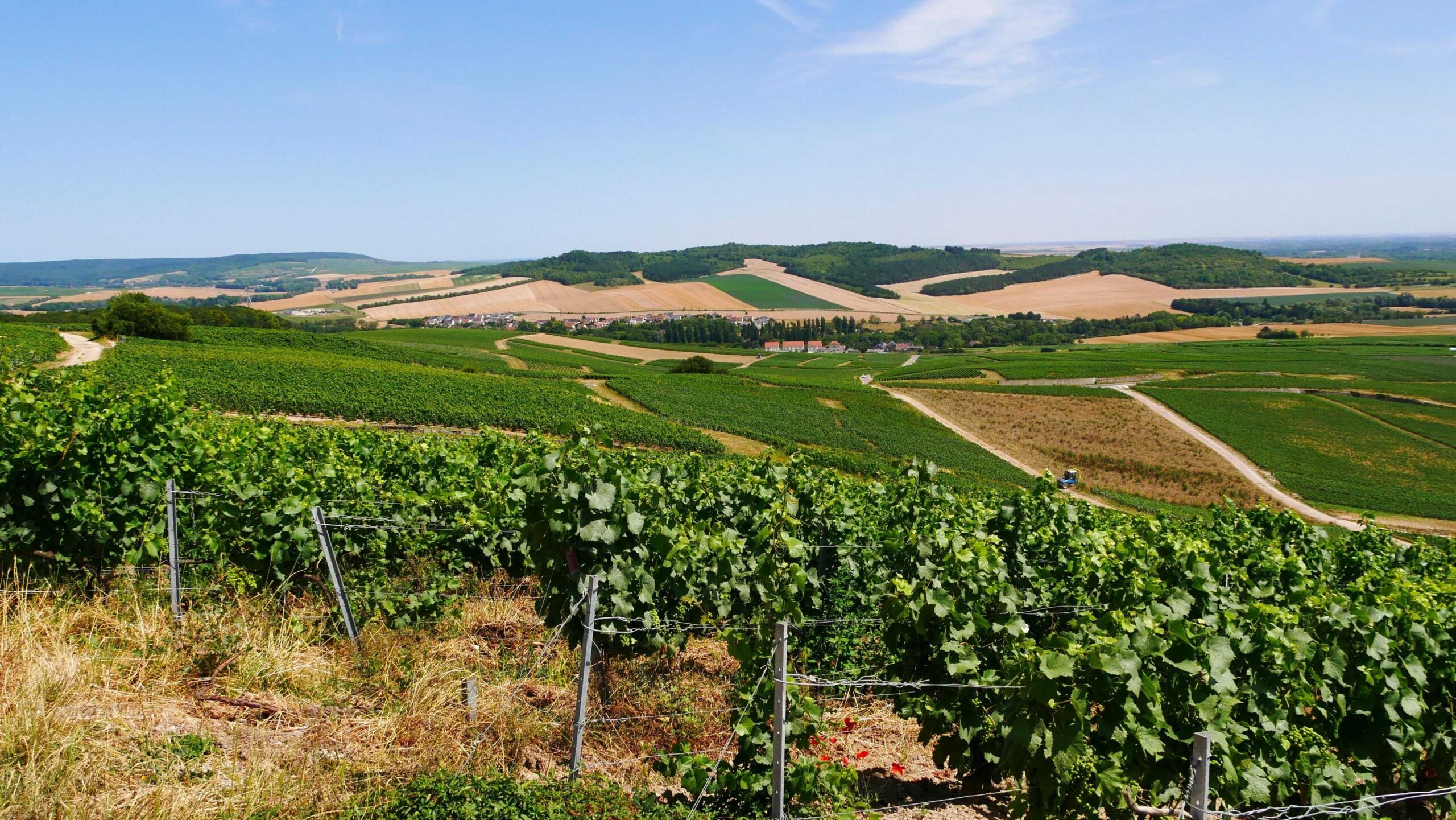 View of the lush green vineyards and fields in the Marne Valley region of France.